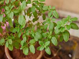 Eat Tulsi leaves every morning you will see these 5 good changes in your body