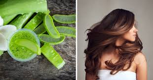 Fenugreek and aloe vera are beneficial for hair know how to use them
