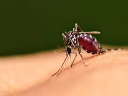 Take these measures to avoid mosquitoes during monsoons