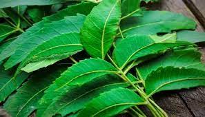 The leaves of this tree are miraculous for health