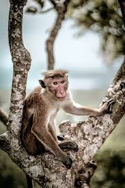 In Panhala taluka monkeys roam on the roots of trees