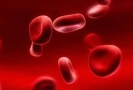 What to do to increase blood in the body