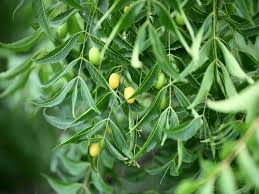 Neem a natural remedy for fungal infection