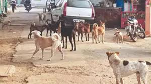 The sudden disappearance of stray dogs in Kolhapur district