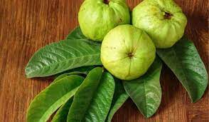 Guava leaves are a panacea for diabetes